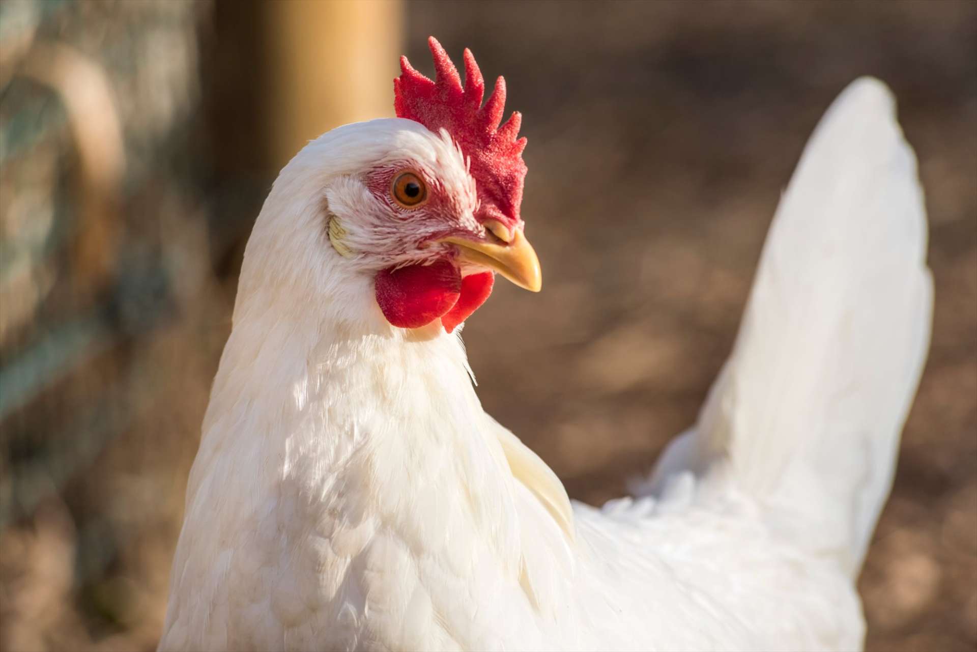 契約養鶏場が飼料も含めて大切に飼育